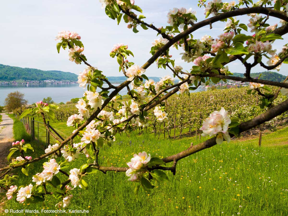 Praxis Palatini, Apfelblüte im Bodenseekreis